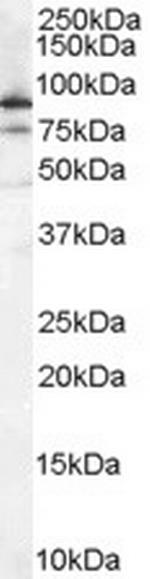 Ku80 Antibody in Western Blot (WB)