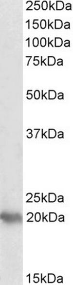PERP Antibody in Western Blot (WB)