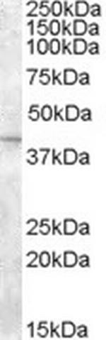 SLC24A5 Polyclonal Antibody