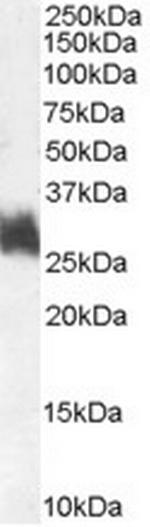 Fra1 Polyclonal Antibody