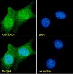 Anillin Antibody in Immunocytochemistry (ICC/IF)