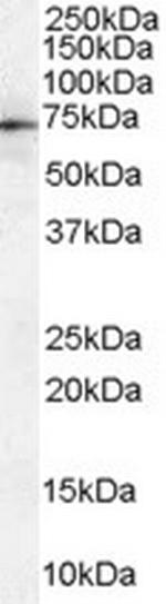 Moesin Polyclonal Antibody