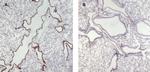 Munc13-4 Polyclonal Antibody