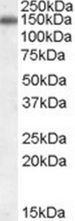 CILP Polyclonal Antibody