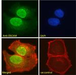 DSCAM Polyclonal Antibody