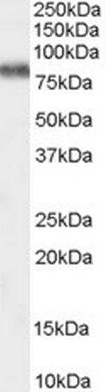 KV3.3 (KCNC3) Polyclonal Antibody