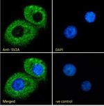 SV2A Antibody in Immunocytochemistry (ICC/IF)