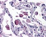 FLAP Antibody in Immunohistochemistry (Paraffin) (IHC (P))