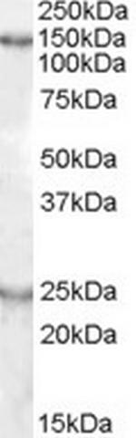 Kiaa0319 Antibody in Western Blot (WB)