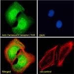 FXR Polyclonal Antibody