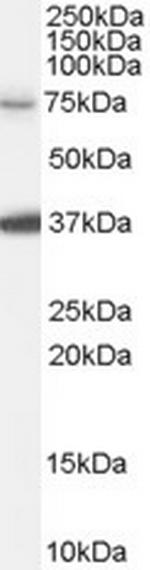 NEDD1 Polyclonal Antibody