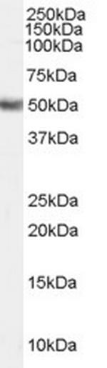 FADS1 Polyclonal Antibody