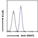 DGAT1 Antibody in Flow Cytometry (Flow)