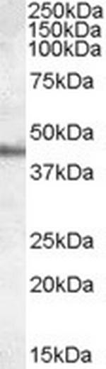 Apolipoprotein A4 Antibody in Western Blot (WB)