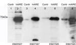 AIRE Polyclonal Antibody