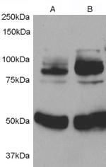 APPL1 Polyclonal Antibody