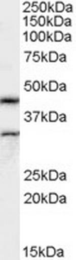 Actin-like 7B Polyclonal Antibody