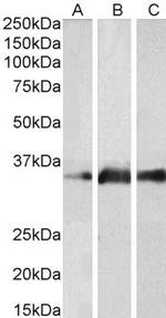 Kallikrein 5 Polyclonal Antibody