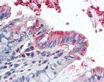 Gpx3 Antibody in Immunohistochemistry (Paraffin) (IHC (P))