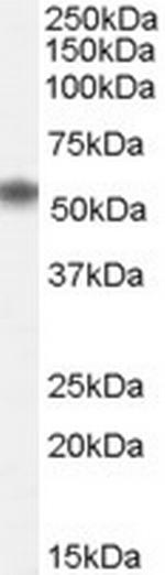 NAC1 Polyclonal Antibody