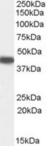 SERPINB9 Polyclonal Antibody