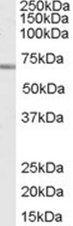 SHP-1 Polyclonal Antibody