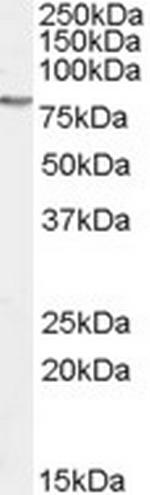 GAB2 Polyclonal Antibody