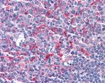 GABPB2 Antibody in Immunohistochemistry (Paraffin) (IHC (P))