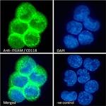 CD11b Antibody in Immunocytochemistry (ICC/IF)