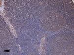 CD11b Antibody in Immunohistochemistry (Paraffin) (IHC (P))