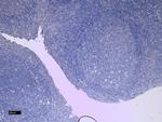 CD11b Antibody in Immunohistochemistry (Paraffin) (IHC (P))