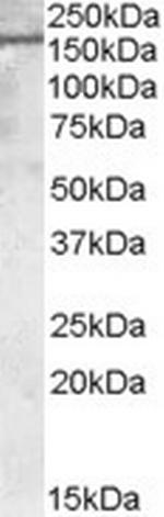 PODXL Polyclonal Antibody