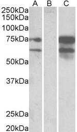 NRXN1 Polyclonal Antibody