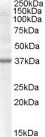 Renalase Polyclonal Antibody
