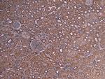 Myb Polyclonal Antibody