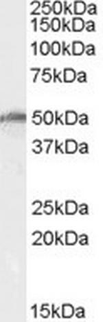 DDX19B Polyclonal Antibody