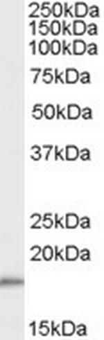 COX4 Antibody in Western Blot (WB)