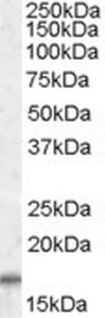 COX4I2 Polyclonal Antibody