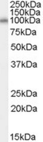 HEF1 Polyclonal Antibody