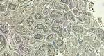 LDHC Polyclonal Antibody