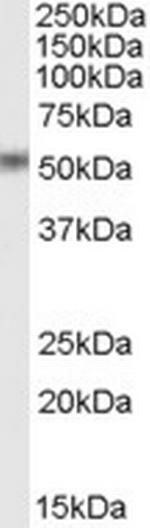 STEAP4 Polyclonal Antibody
