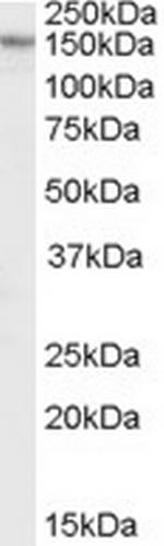 RPGRIP1L Polyclonal Antibody