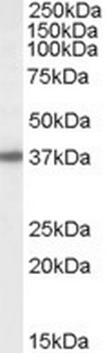 BPNT1 Polyclonal Antibody