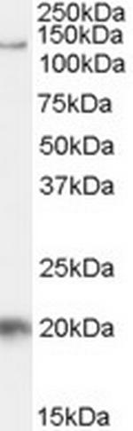 HTATSF1 Polyclonal Antibody