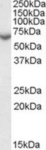 STS Polyclonal Antibody