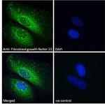 FGF21 Antibody in Immunocytochemistry (ICC/IF)