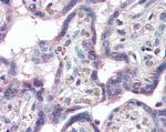 KCC1 Antibody in Immunohistochemistry (Paraffin) (IHC (P))