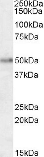 Orexin Receptor 2 Polyclonal Antibody