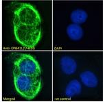 EPB41L2 Antibody in Immunocytochemistry (ICC/IF)