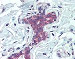 EPB41L2 Antibody in Immunohistochemistry (Paraffin) (IHC (P))